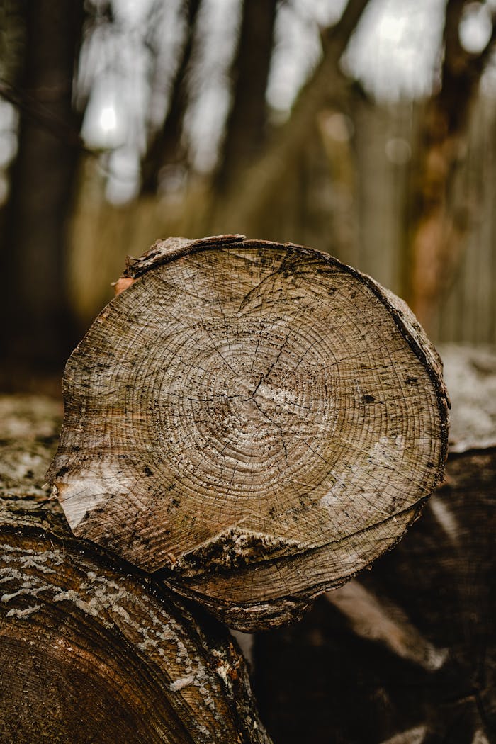 Detailed close-up capturing annual rings on a cut log with forest background, showcasing texture and depth.