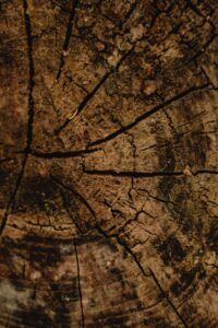 Close-up of a textured tree trunk showing elaborate patterns and natural details.