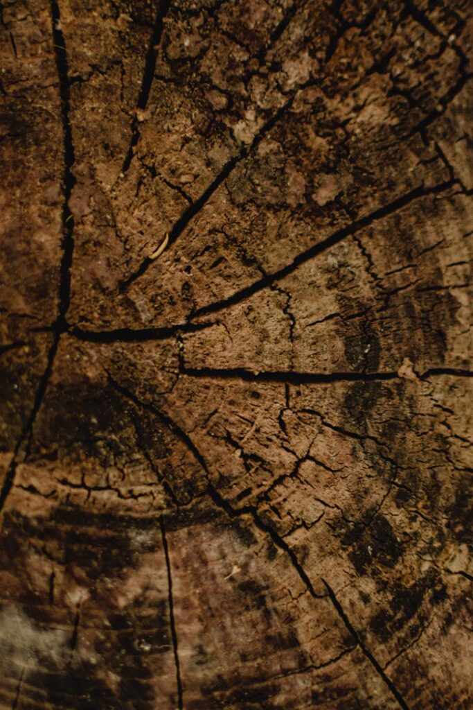 Close-up of a textured tree trunk showing elaborate patterns and natural details.