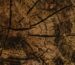 Close-up of a textured tree trunk showing elaborate patterns and natural details.