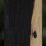 African Blackwood Turning Square