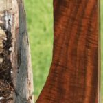 AAA+ Claro Walnut Gun Blank