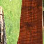 AAA+ Claro Walnut Gun Blank