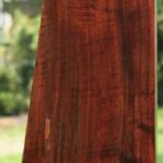 AAA+ Claro Walnut Gun Blank