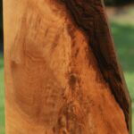 AAA+ English Walnut Gun Stock