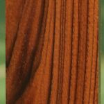 AAA+ English Walnut Forend