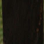 African Blackwood Turning Square