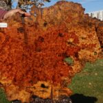 Afzelia Burl Lumber