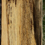 Figured Spalted Tamarind Lumber