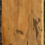 Spalted Tamarind Lumber
