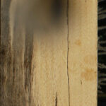 Spalted Tamarind Lumber