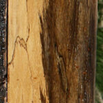 Figured Spalted Tamarind Lumber