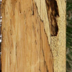 Figured Spalted Tamarind Lumber