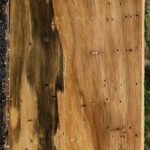 Figured Spalted Tamarind Lumber