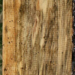 Figured Spalted Tamarind Lumber