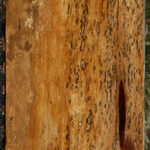Spalted Tamarind Lumber
