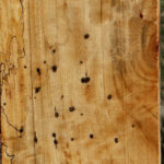 Figured Spalted Tamarind Lumber