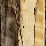 Figured Spalted Tamarind Lumber