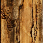 Figured Spalted Tamarind Lumber