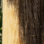 Spalted Tamarind Lumber