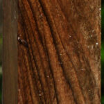 Extra Fancy English Walnut Turning Blank