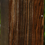 Extra Fancy English Walnut Forend