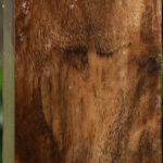 Extra Fancy English Walnut Forend