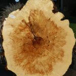 Box Elder Cookie (Free Shipping Excluded)