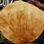 Extra Fancy Box Elder Cookie