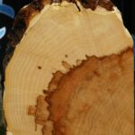 Figured Box Elder Slice