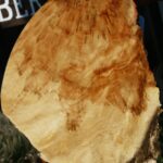 Extra Fancy Box Elder Cookie