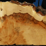 Extra Fancy Box Elder Slice