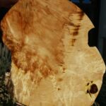 Extra Fancy Box Elder Cookie