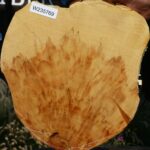 Extra Fancy Box Elder Cookie