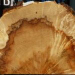 Box Elder Burl Slice