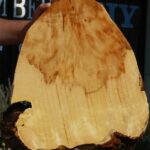 Extra Fancy Box Elder Cookie