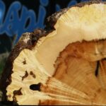 Extra Fancy Box Elder Burl Slice
