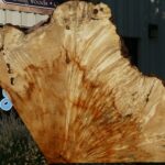 Box Elder Burl Slice