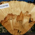 Box Elder Burl Cookie