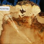 Extra Fancy Box Elder Slice