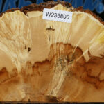 Box Elder Burl Slice