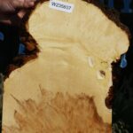 Extra Fancy Box Elder Slice