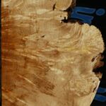 Box Elder Burl Slice