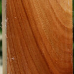 Chinese Elm Peppermill