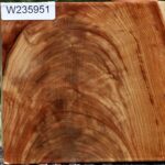 Extra Fancy Chinese Elm Bowl Blank