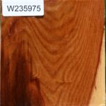 Chinese Elm Bowl Blank