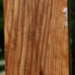 Chinese Elm Peppermill