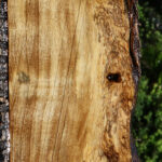 Extra Fancy Hackberry Live Edge Lumber