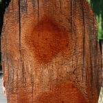 Rustic Pomelle Sapele Live Edge Mini Slab