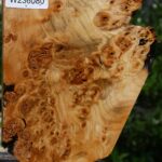 Black Cottonwood Burl Micro Lumber